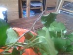 20160515_114409.jpg