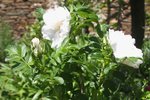 Blanc couble de Coubert 85.jpg