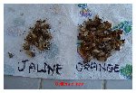 Fleurs pour forum jardin (2).jpg