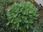 plante 001.jpg