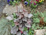 plante 002.jpg