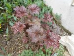 plante 003.jpg