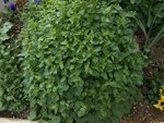 plante 005.jpg