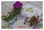 Fleurs pour forum jardin (7).jpg