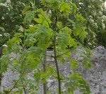 arbre mystère.jpg