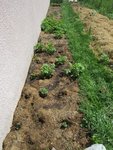 Voici la planche dans sa totalité.<br />Je pense que quelques plants ont pourris en terre avec toute cette pluie,il faudra voir dans quelques semaines.