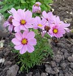 Cosmos rose.jpg