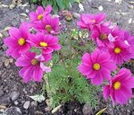 Cosmos rouge.jpg
