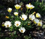 Aster.jpg