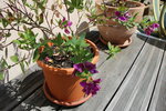 plantefleurviolet.JPG