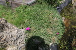 plantebassinfleur.JPG