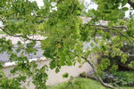 arbreinconnu1.JPG