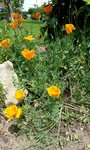 Eschscholzia californica - 30 N.jpg