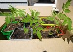 tomates.jpg