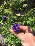 IMG_7546.JPG