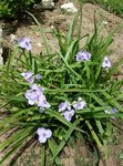 Tradescantia - 28 NE.jpg