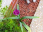 P5160046V1.jpg