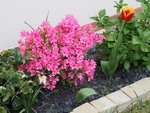 P5090035V1.jpg