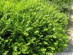 lonicera-nitida-600x450.jpg