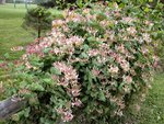 lonicera-munster-2.jpg