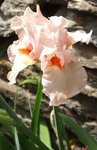 Laporte rose 98.JPG