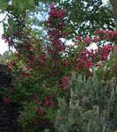 weigelia 05.JPG