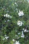 Solanum jasminoïde 10.JPG