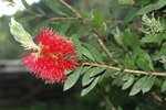 Callistemon 12.JPG