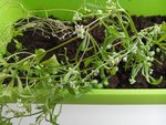 Herbe.jpg