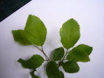 - feuilles rameau droite.jpg