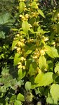 IMG-20160517-WA0000.jpg