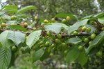 Cerises retard 29.JPG