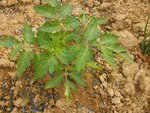 joli plant 180516.jpg