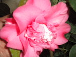 DSCN6639.JPG