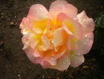 DSCN6782.JPG
