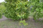 DSC_6499.jpg