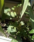 Plant tomates de l'année dernière.jpg