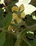 Fleurs du plant de tomates de l'année dernière.jpg