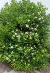 Pittosporum - 30 C.jpg