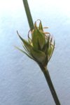 Carex 35.JPG