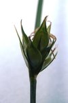 Carex 37.JPG