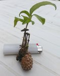 kokedama nature.jpg