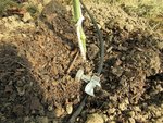 Ce sont des goutteurs de 2 l/h placés au pied de chaque plant dans la cuvette.Il sont donc recouverts par le compost et le BRF.