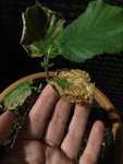 Feuille et &quot;bourgeons&quot; restant du plus petit noisetier -2-