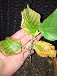 Feuille et &quot;bourgeons&quot; restant du plus petit noisetier -1-
