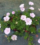 Geranium 1.jpg