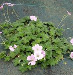 Geranium 2.jpg