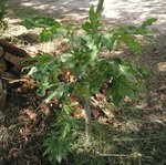 plante entiere.JPG