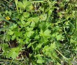 # Ranunculus - 28.jpg