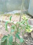 tomate2.jpg